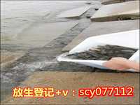 兰州怎么放生甲鱼,兰州莲海放生团,兰州放生兔子