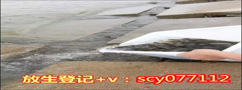 兰州怎么放生甲鱼,兰州莲海放生团,兰州放生兔子