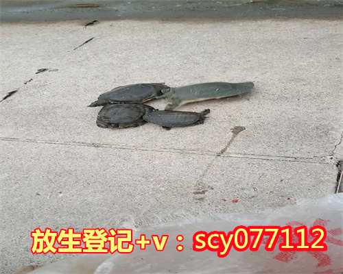 兰州放生，兰州道家放生咒，兰州兰州哪个地段放生