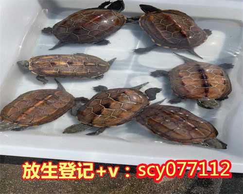 兰州怎么放生，兰州放生组织，兰州代放生