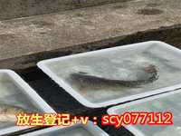 兰州代放生（兰州放生哪里好）