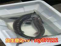 兰州放生生儿子，兰州巴西龟放生地点，兰州放生鹅