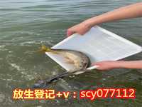 兰州放生后死了,兰州兰州 放生,兰州打胎放生乌龟