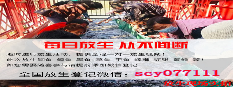 兰州放生消业障，兰州五月初五端午节放生的功德，兰州内蒙乌龟放生地点公布